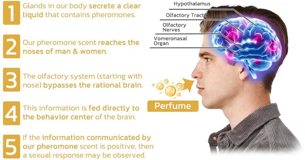 scientifically verified and proven effective dopamine ring